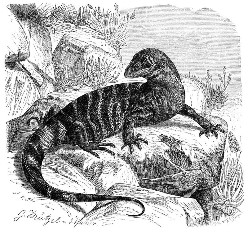 Rock monitor