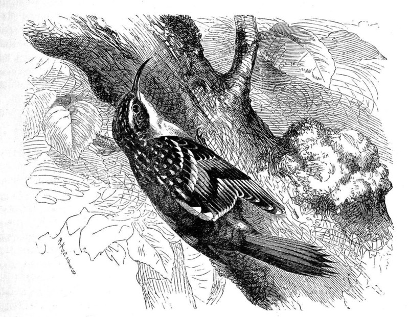 Bird