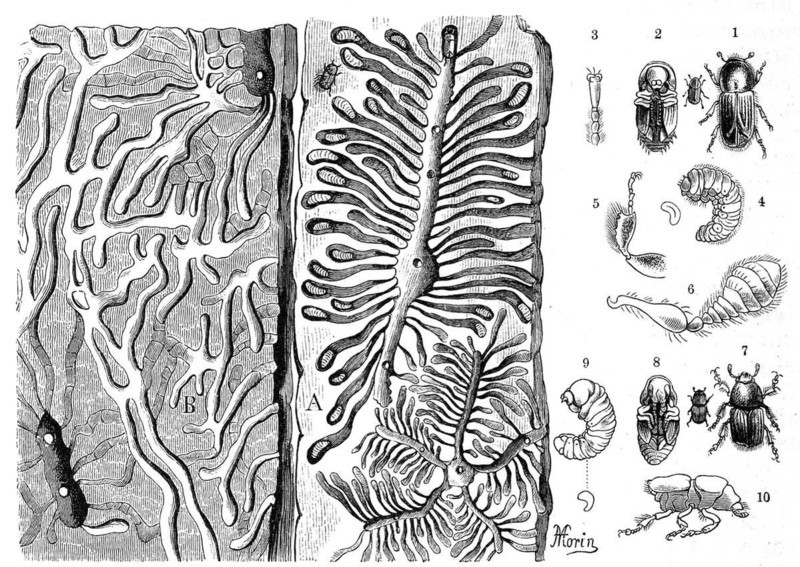 Insects