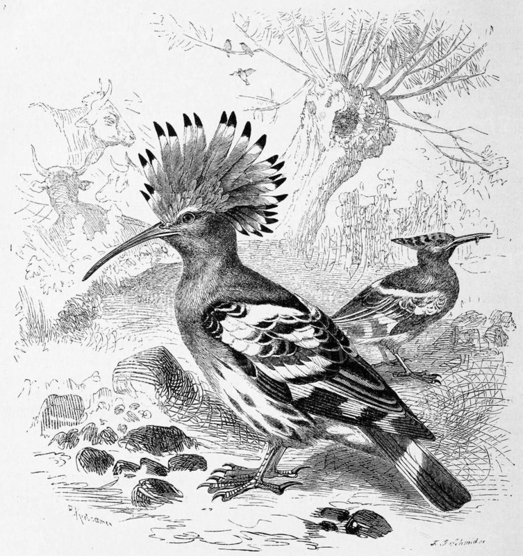 Bird