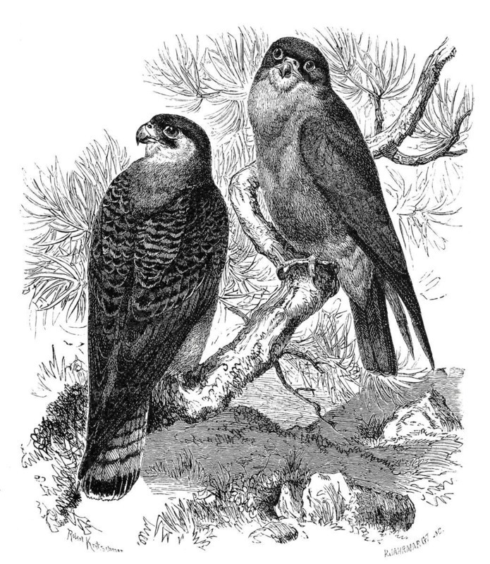 Bird