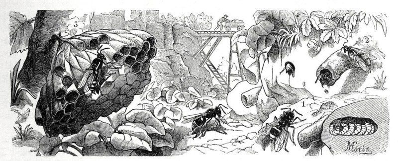 Insects