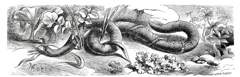 Insects