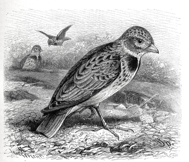Bird