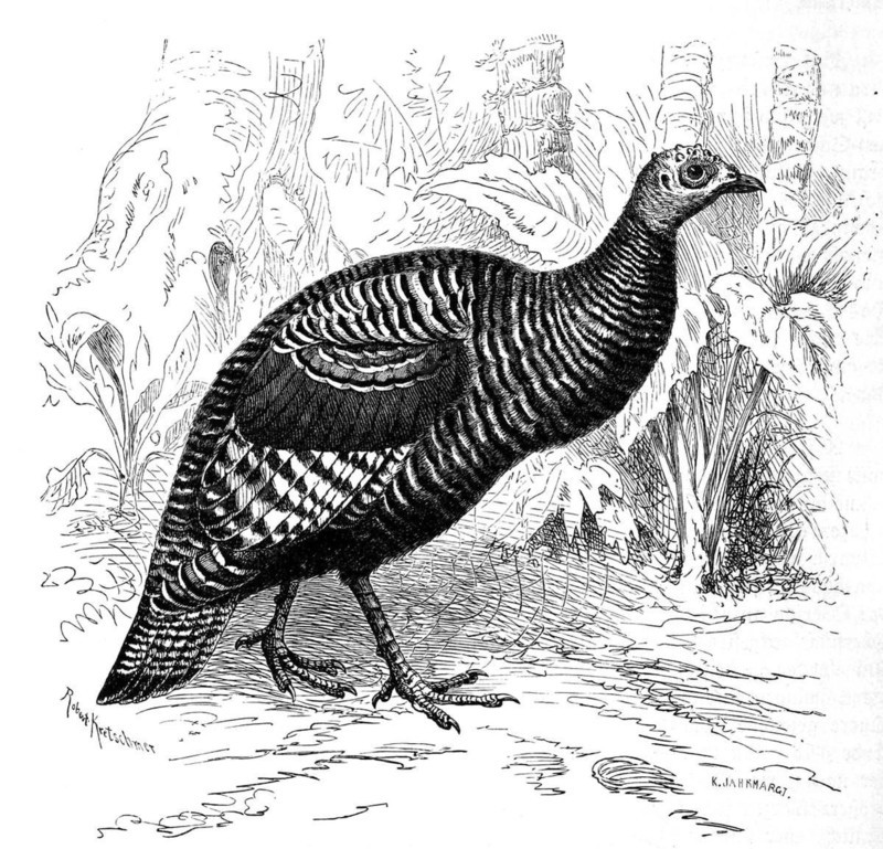 Bird