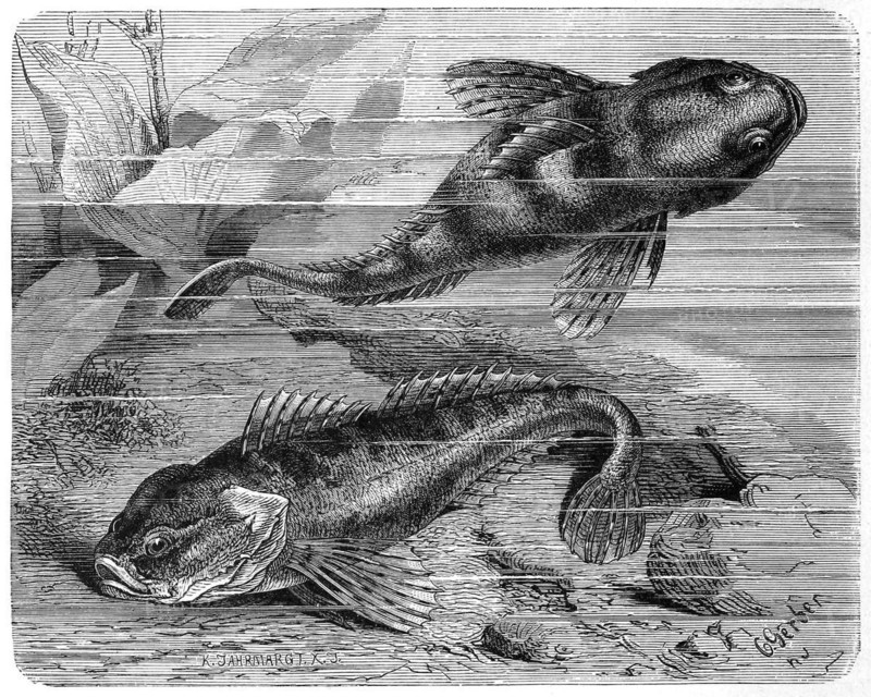 Fish