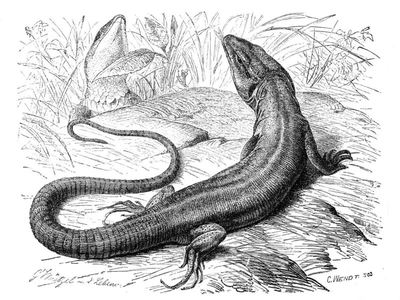European green lizard