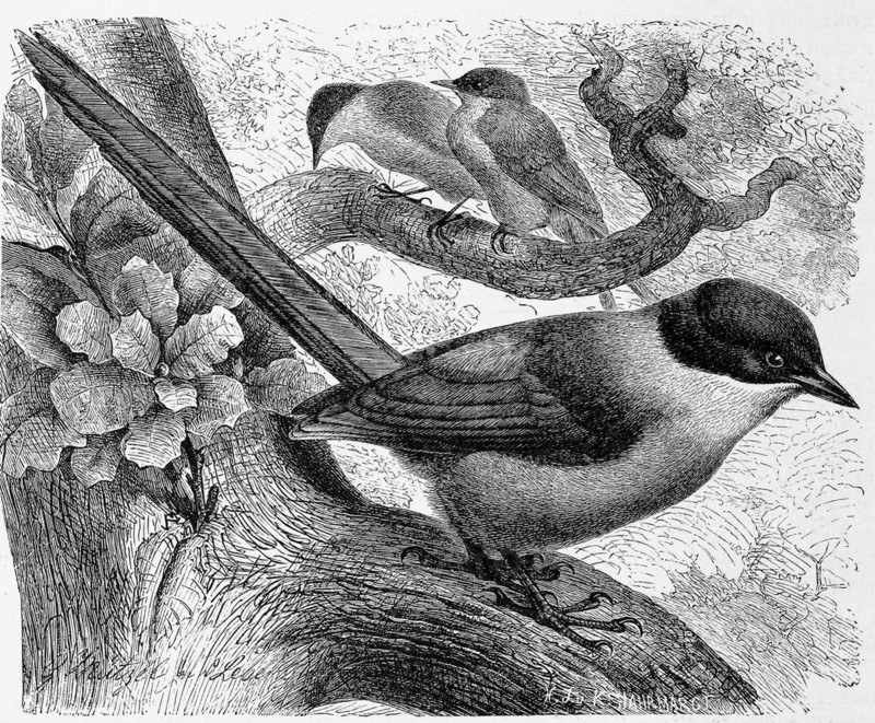 Bird
