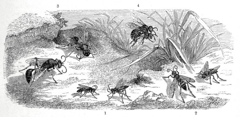 Insects