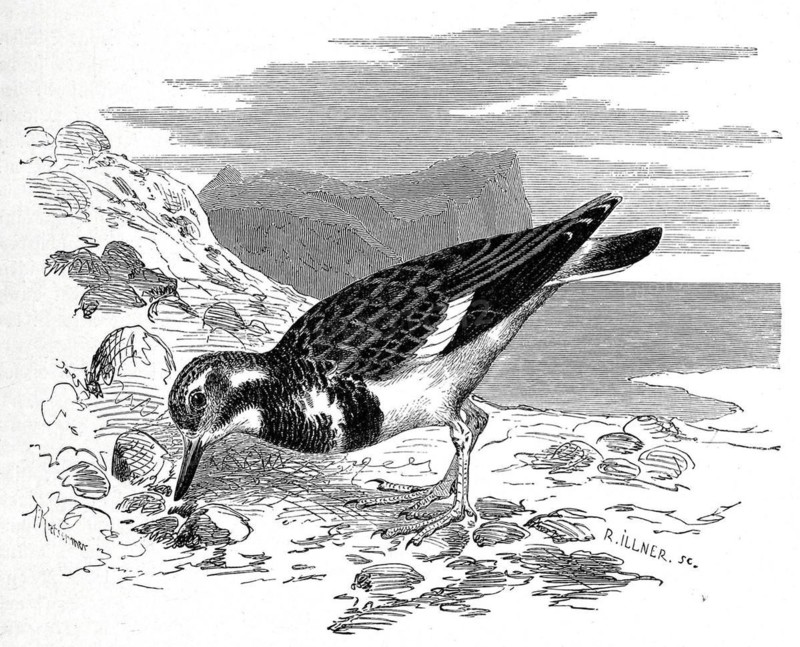 Bird