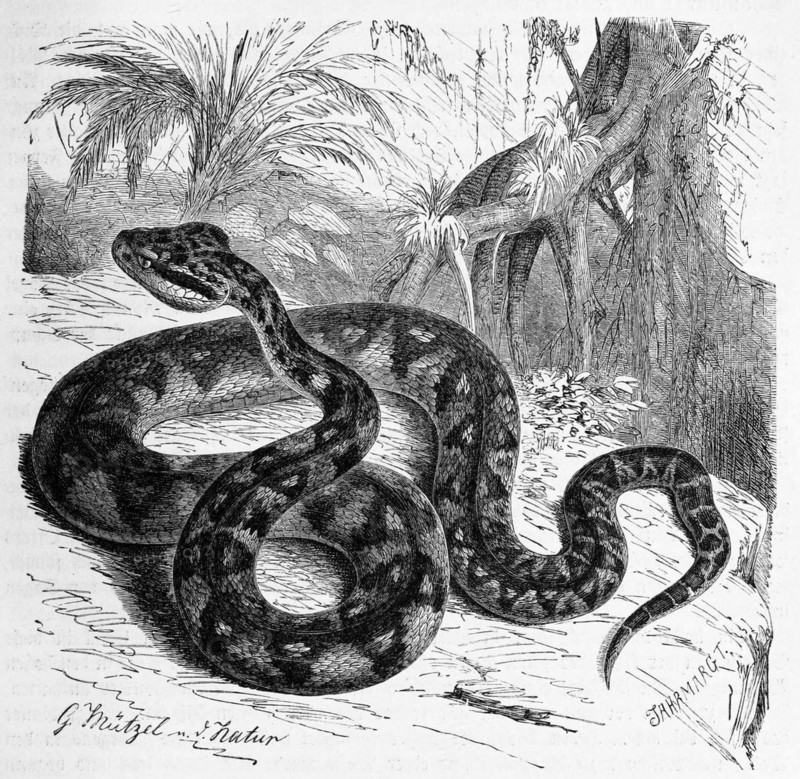 Reptiles
