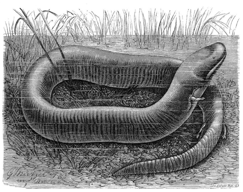 Reptiles