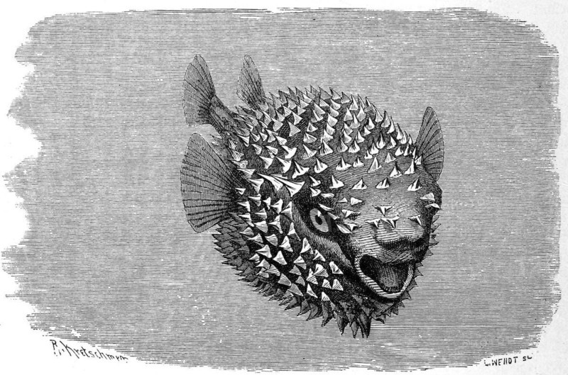 Fish