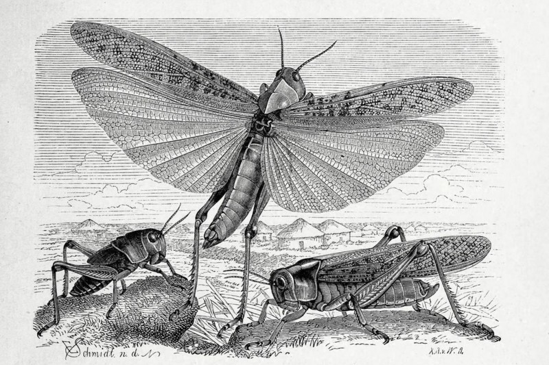 Insects