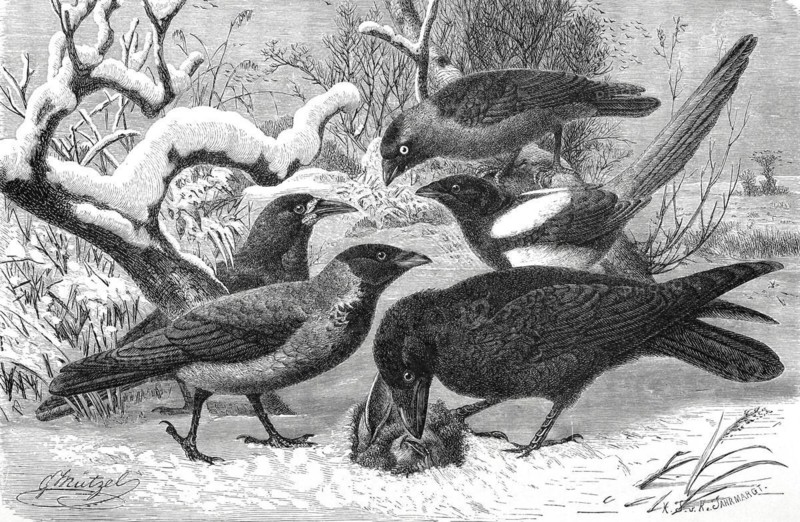 Bird