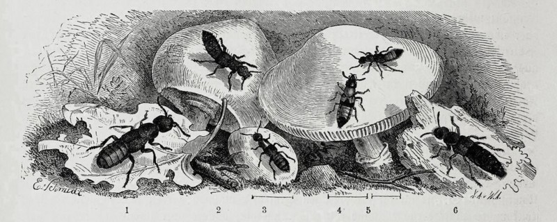 Insects
