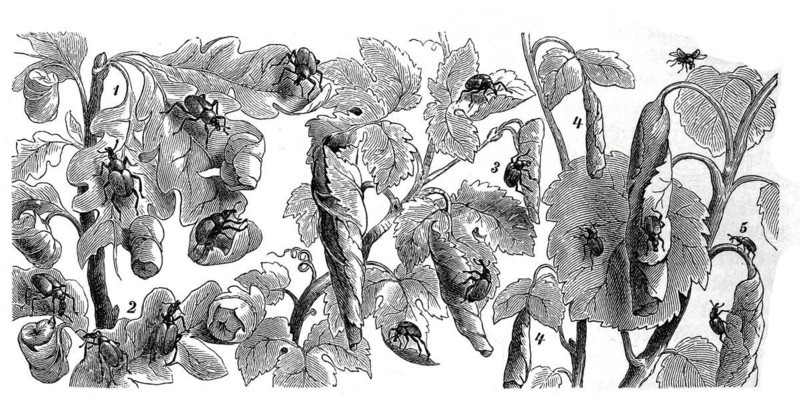 Insects