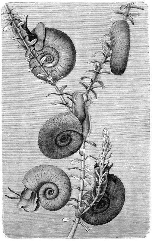 Great ramshorn