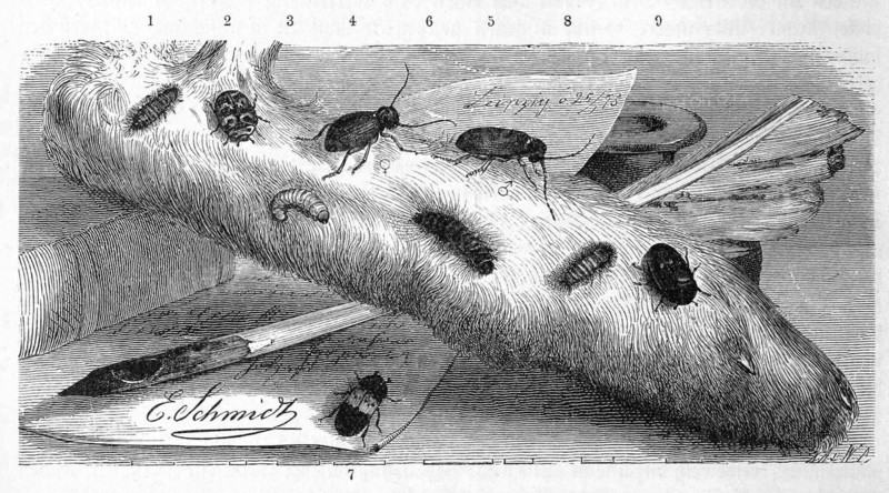 Insects