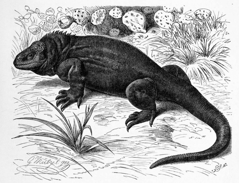 Galapagos land iguanas