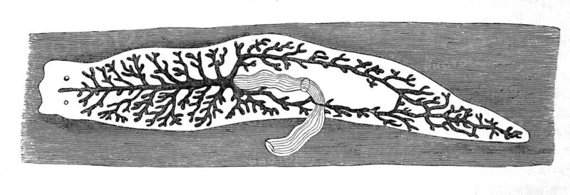 Outline of a dendrocoele