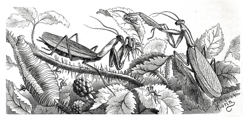 Insects