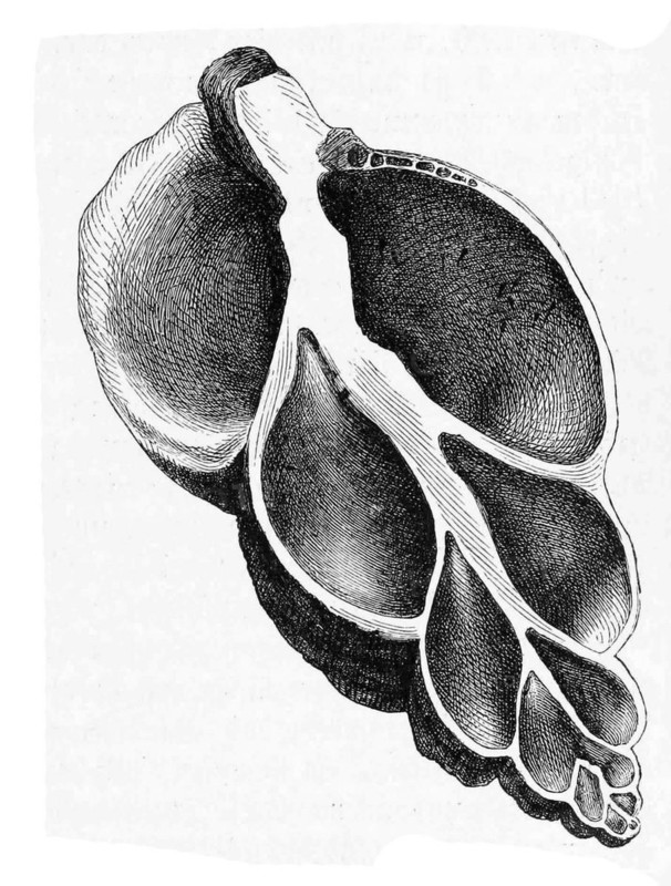 Common whelk