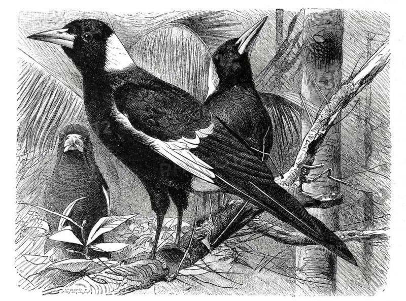Bird