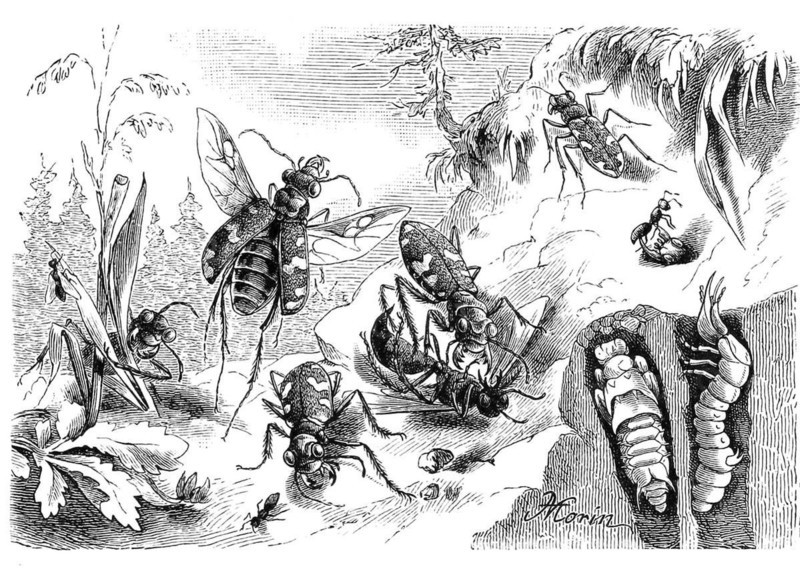 Insect
