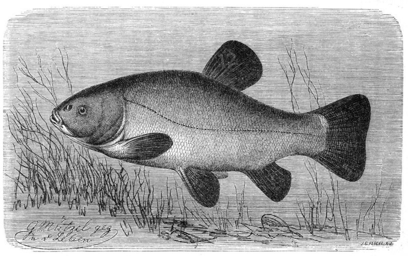 Fish