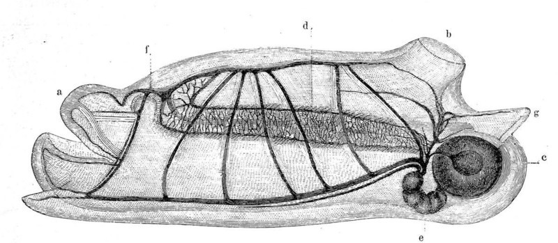 Salpa maxima