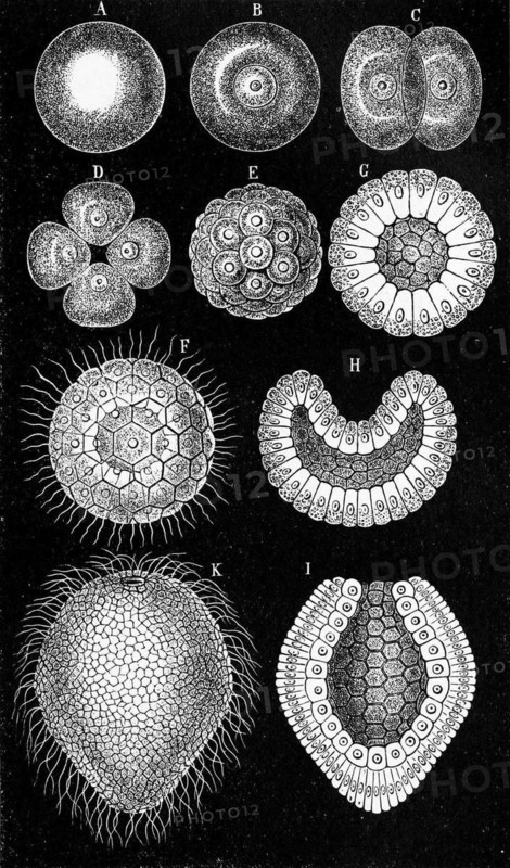 Developmental states of Monoxenia darwinii