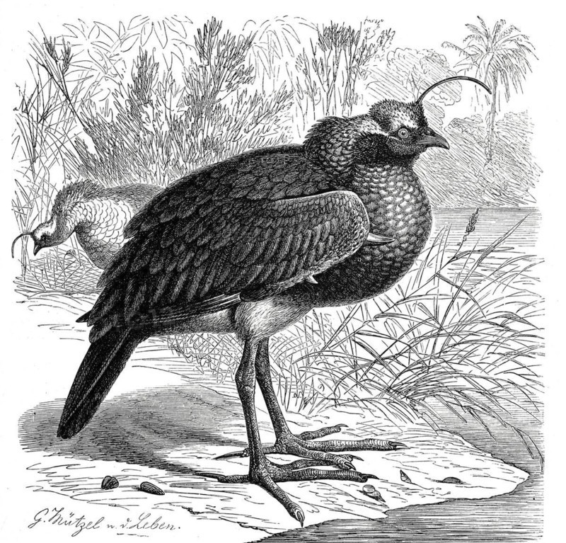Bird