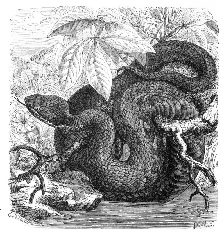 Reptiles