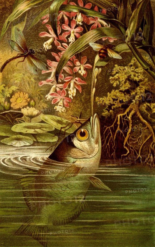 Fish
