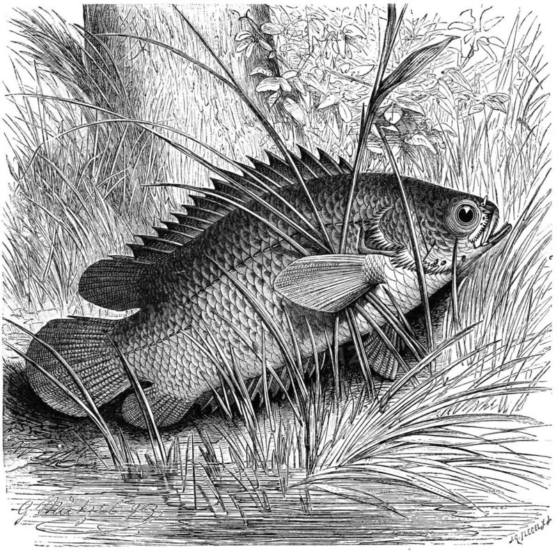 Fish