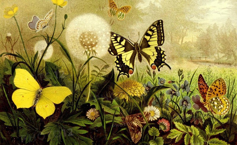 Insects
