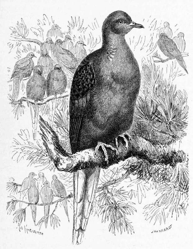 Bird
