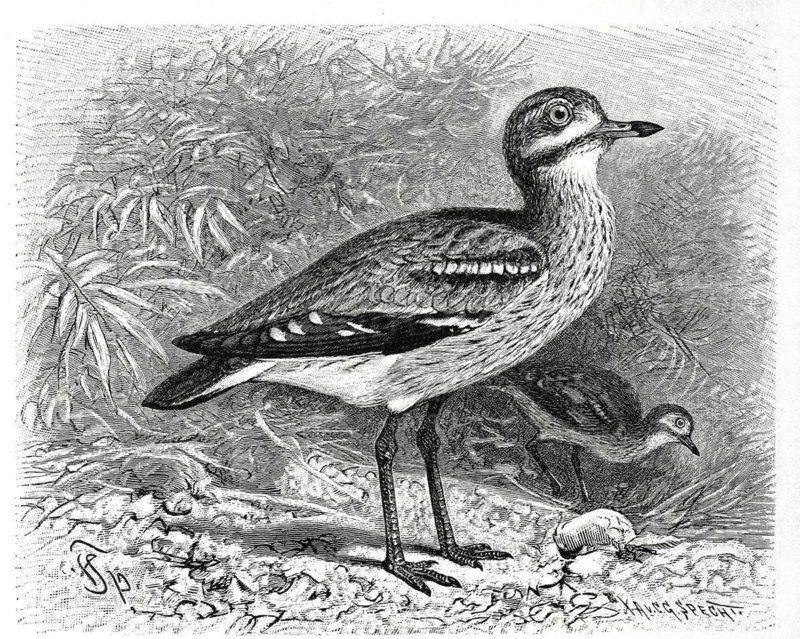 Bird