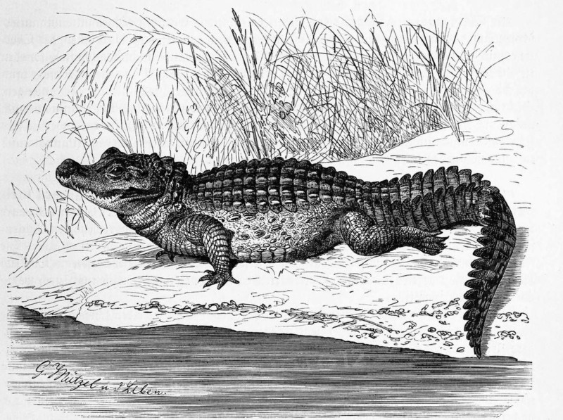Reptiles
