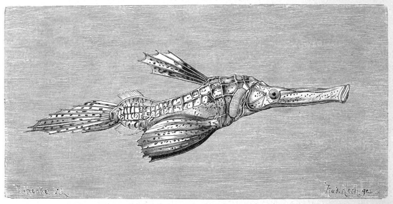 Fish