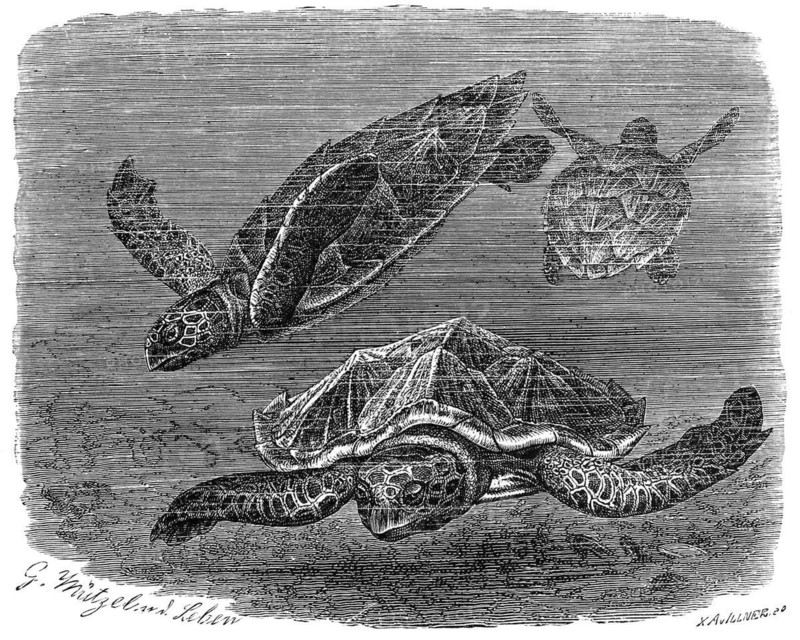 Reptiles