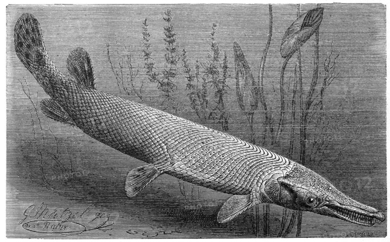 Fish