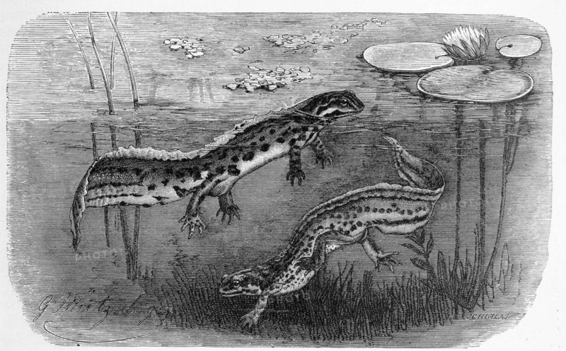 Reptiles