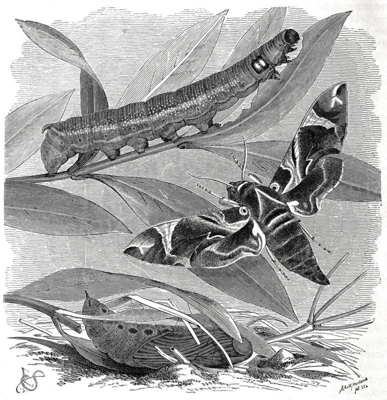 Insects