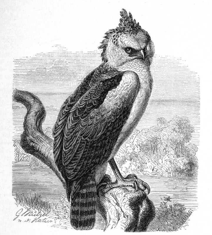 Bird