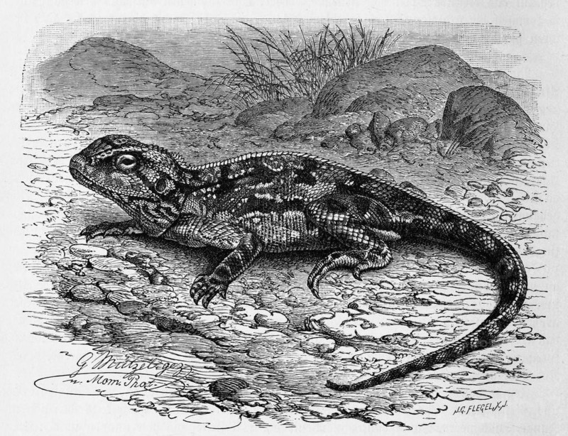 Ground agama