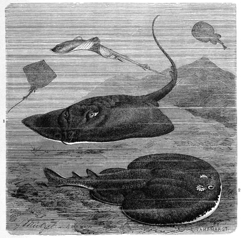 Fish