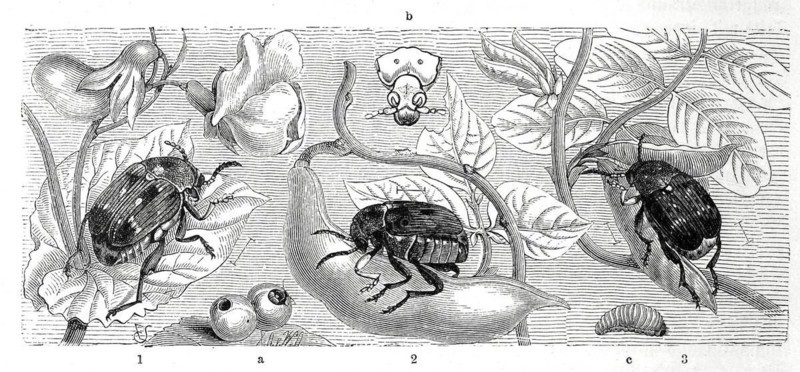 Insects