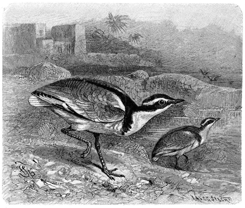 Bird